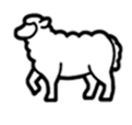 Super fine merino wool